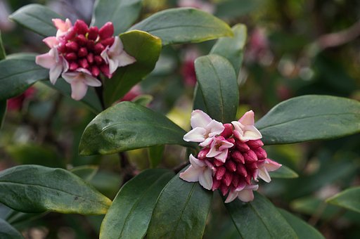 沈丁花