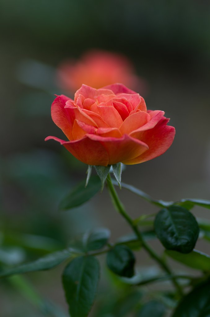 PENTAX-D FA MACRO 100mm F2.8