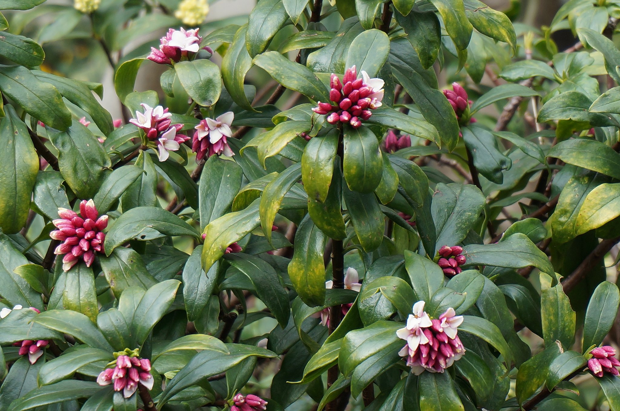 沈丁花
