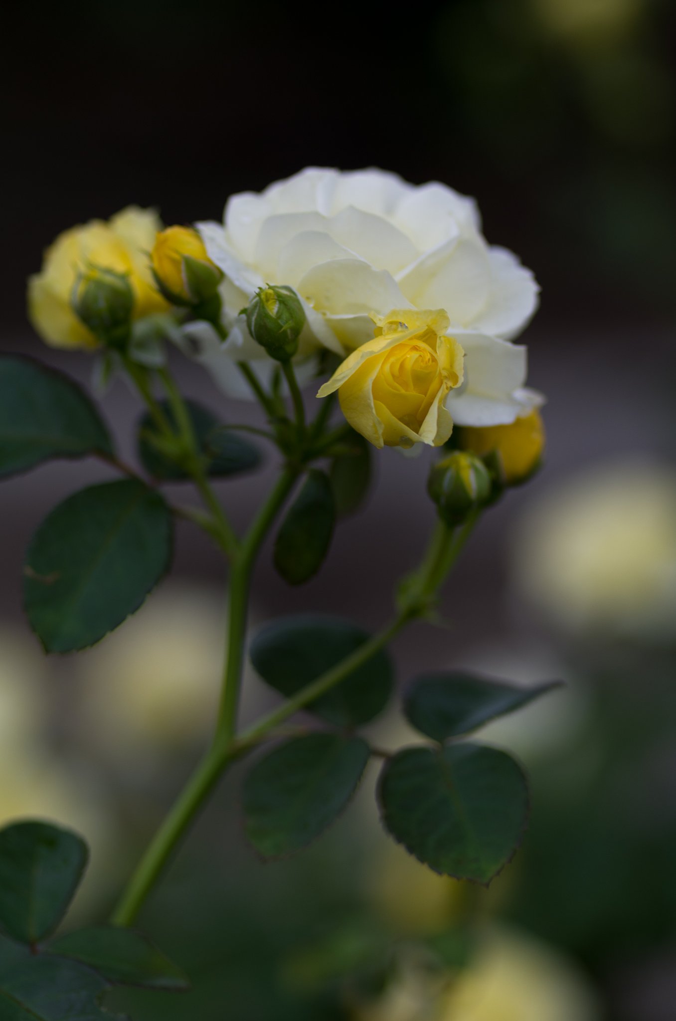 PENTAX-D FA MACRO 100mm F2.8