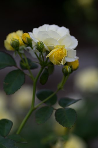PENTAX-D FA MACRO 100mm F2.8