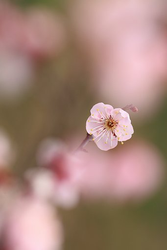春色