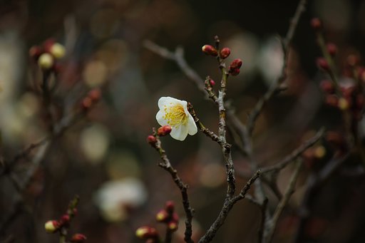 早くお咲き