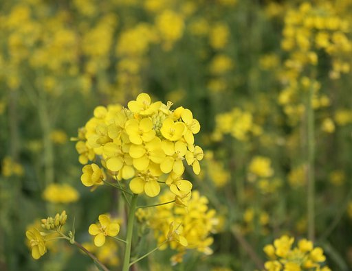 菜の花畑