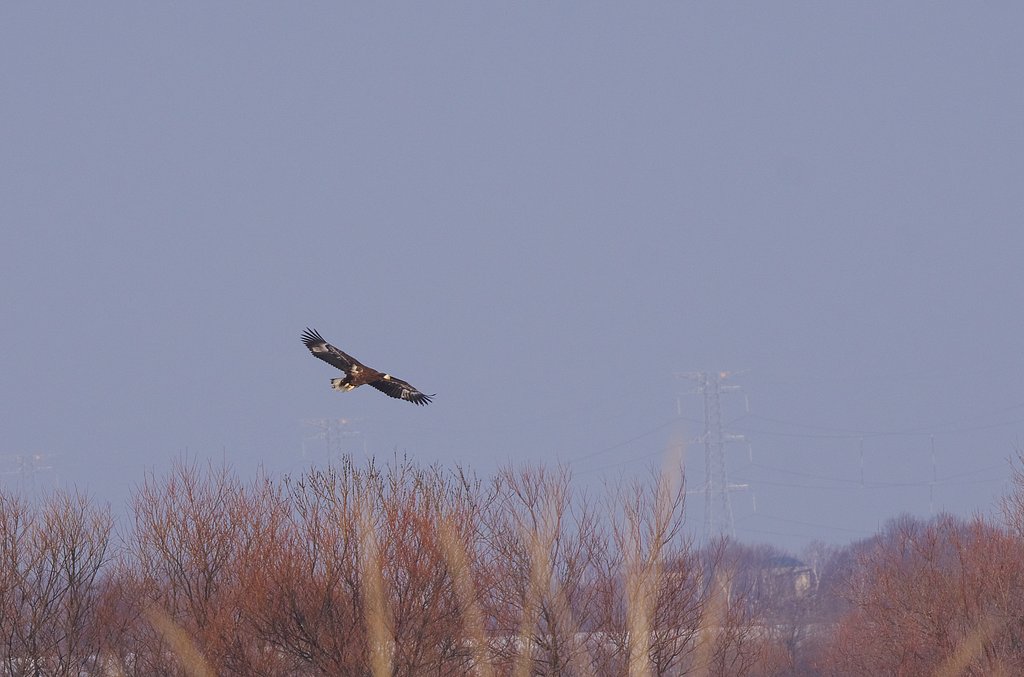 滑空