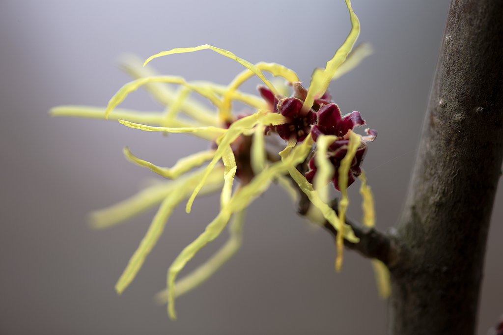EF180mm F3.5 L MACRO
