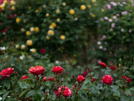 SIGMA 30mm F1.4 DC HSM