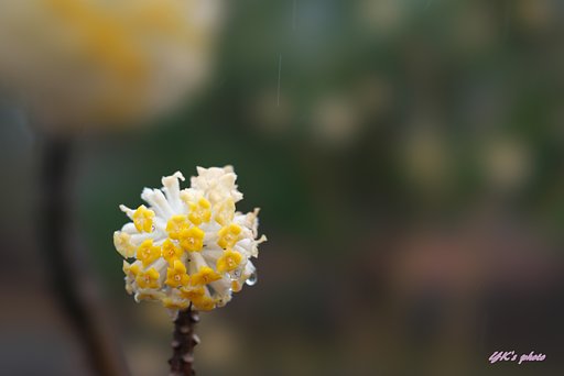 FE100mm F2.8 STF GM OSS