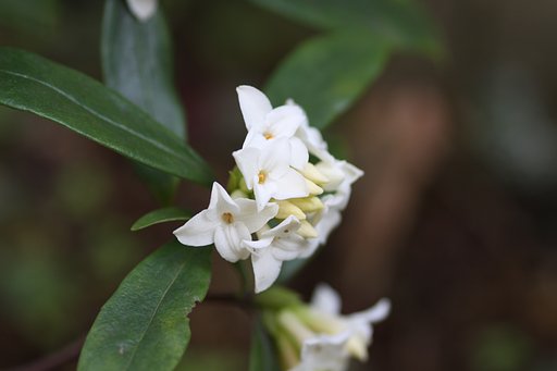 沈丁花の白
