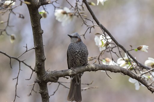 こぶしの花に囲まれて
