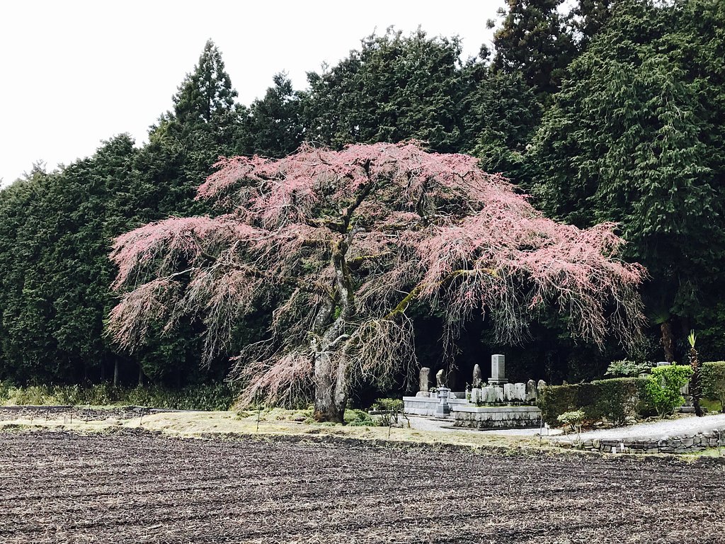 【美の国】満開を想像して