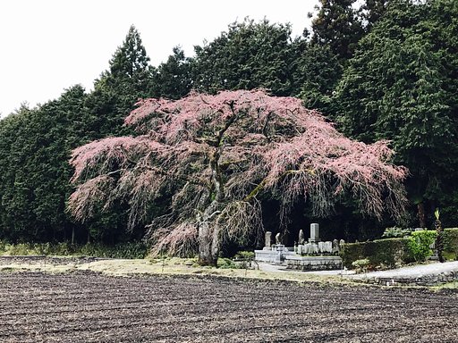 【美の国】満開を想像して