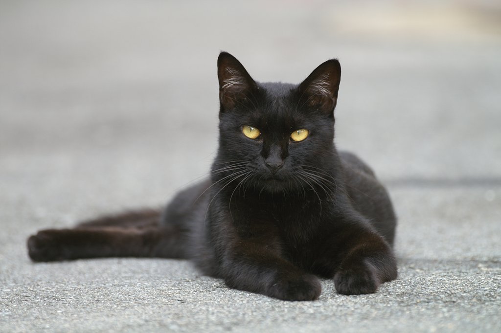 SIGMA　500mm　F4.5　APO