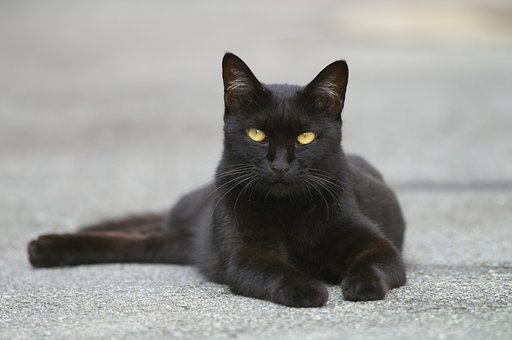 SIGMA　500mm　F4.5　APO