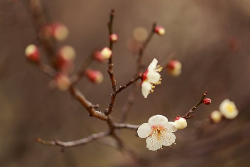 明石の梅園最終章