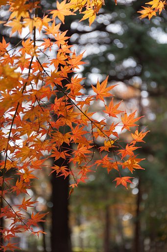EF24-70mm F4 L IS