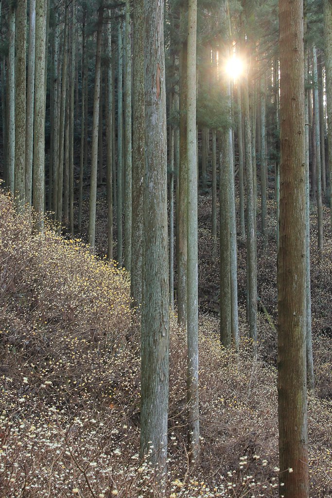 朝のミツマタ