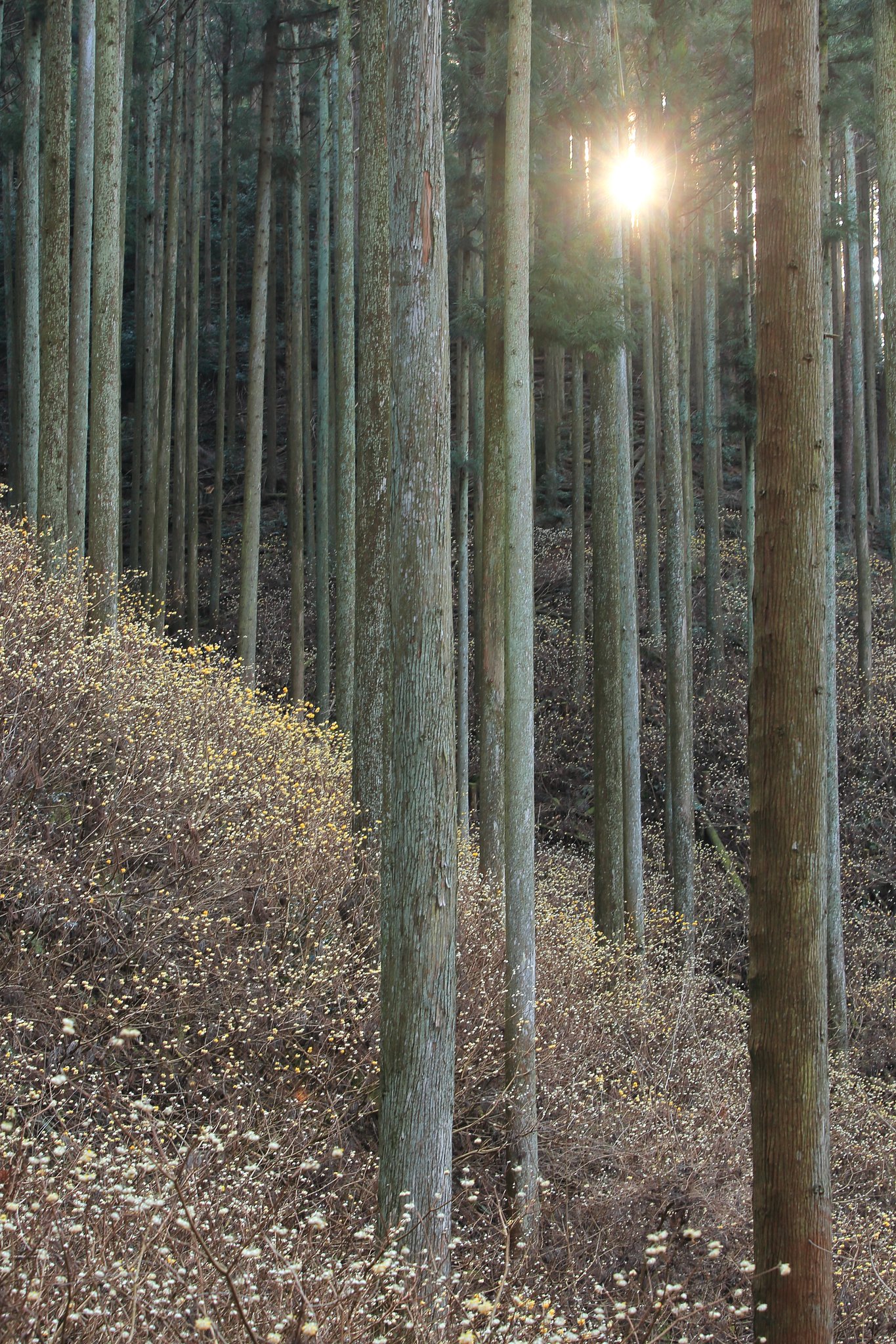 朝のミツマタ