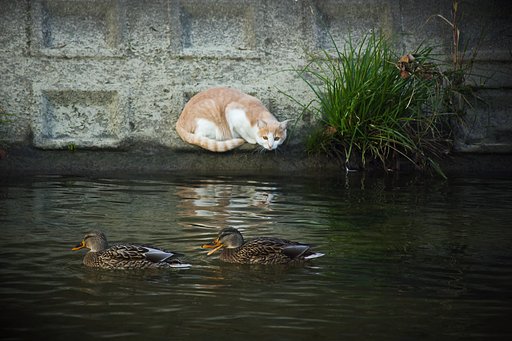 猫と鴨
