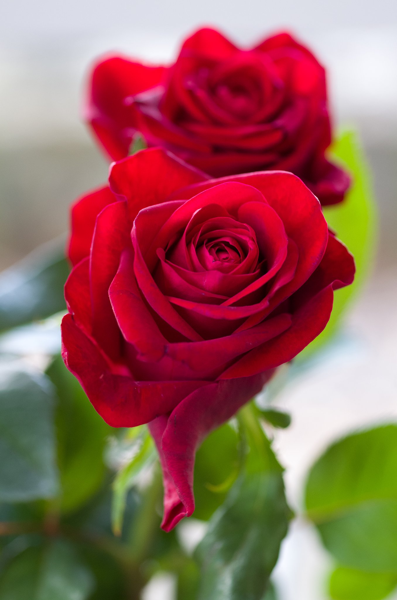SIGMA MACRO 70mm F2.8