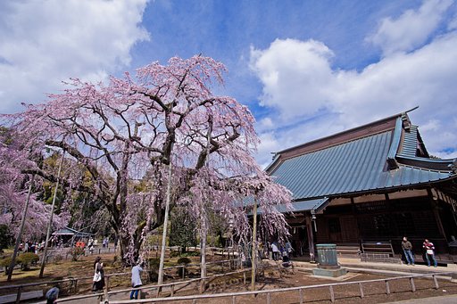 長光寺全景