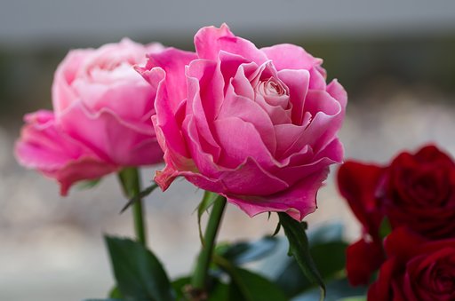 SIGMA MACRO 70mm F2.8