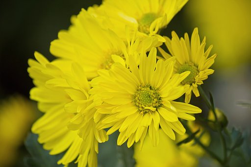 黄色の小菊