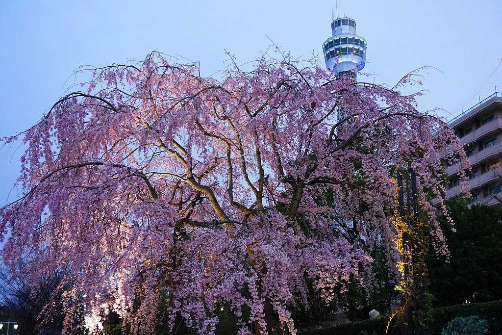 シダレ桜・満開のライトアップ