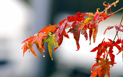 我が家の紅葉