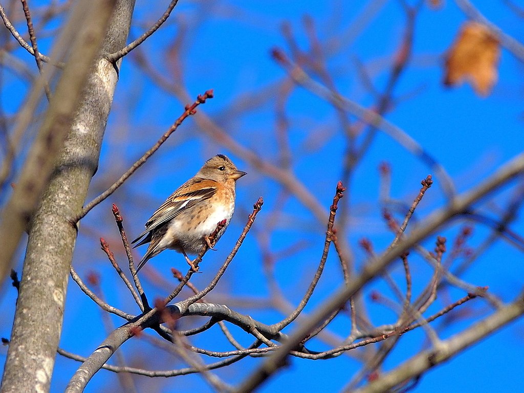 春を待ちわびて