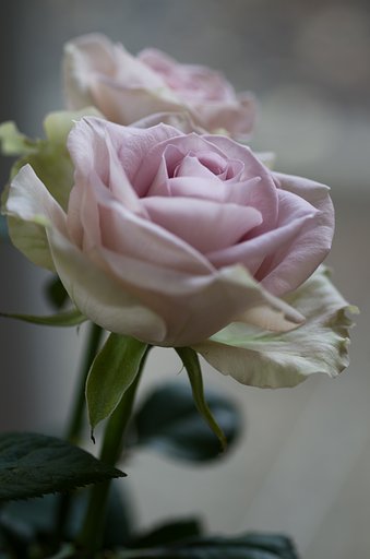 SIGMA MACRO 70mm F2.8