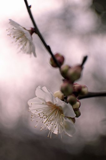 白梅