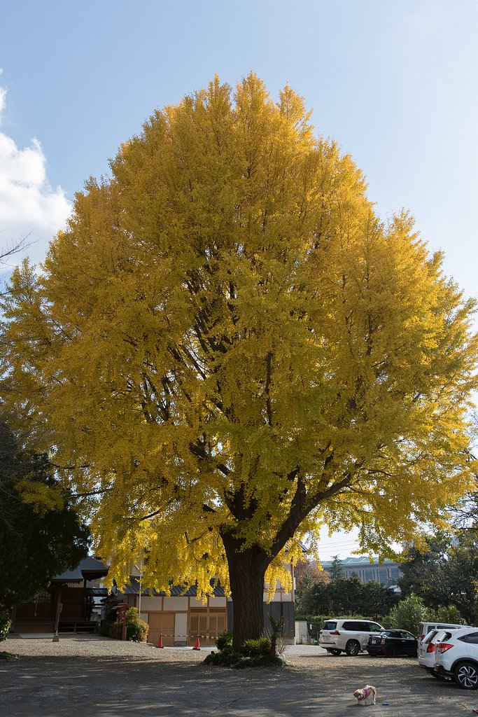 EF16-35mm F2.8 L