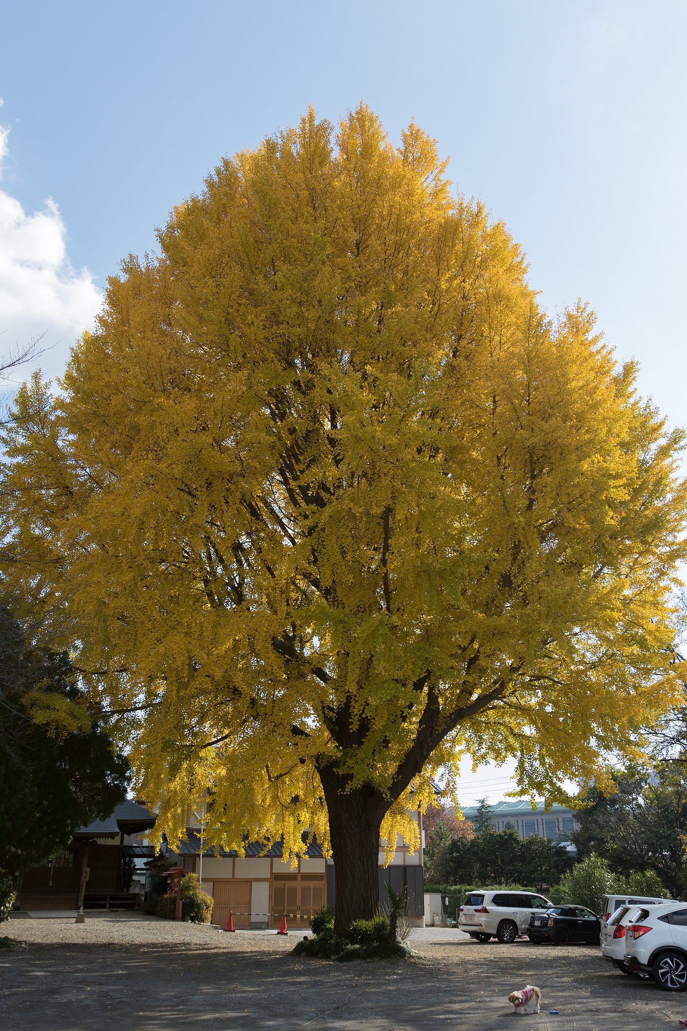 EF16-35mm F2.8 L