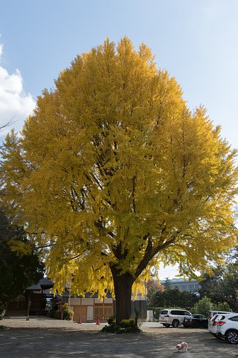 EF16-35mm F2.8 L