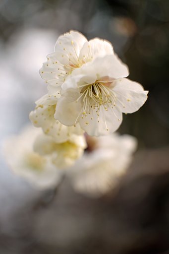 白梅
