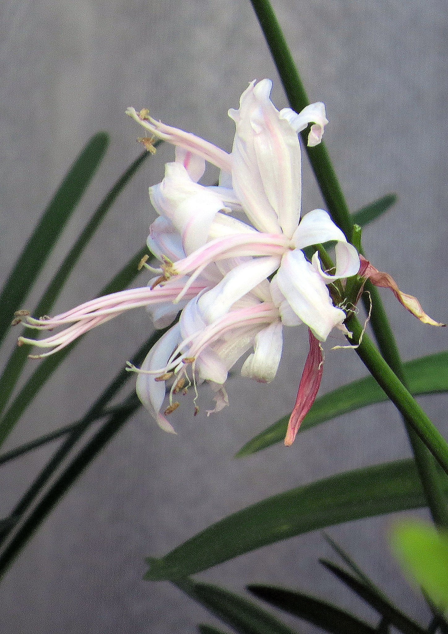 蕊の長い花