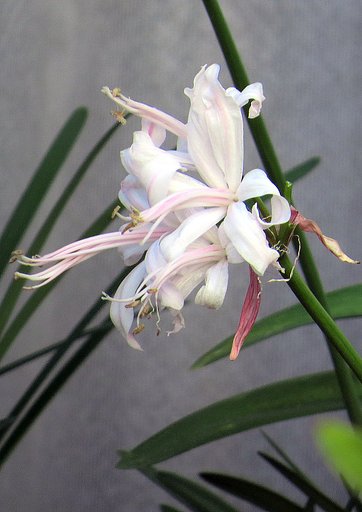 蕊の長い花