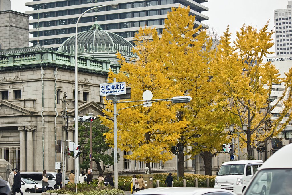 御堂筋、日銀前の銀杏