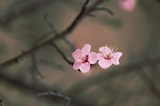 姉妹