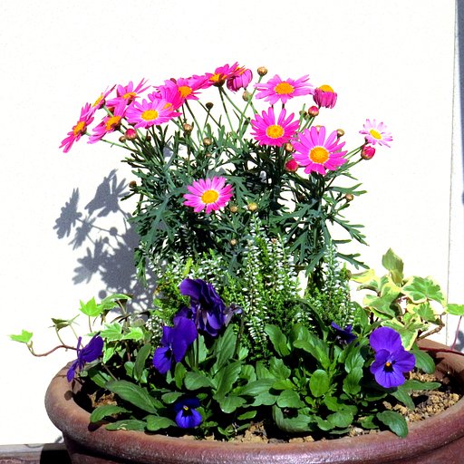 寄せ植え