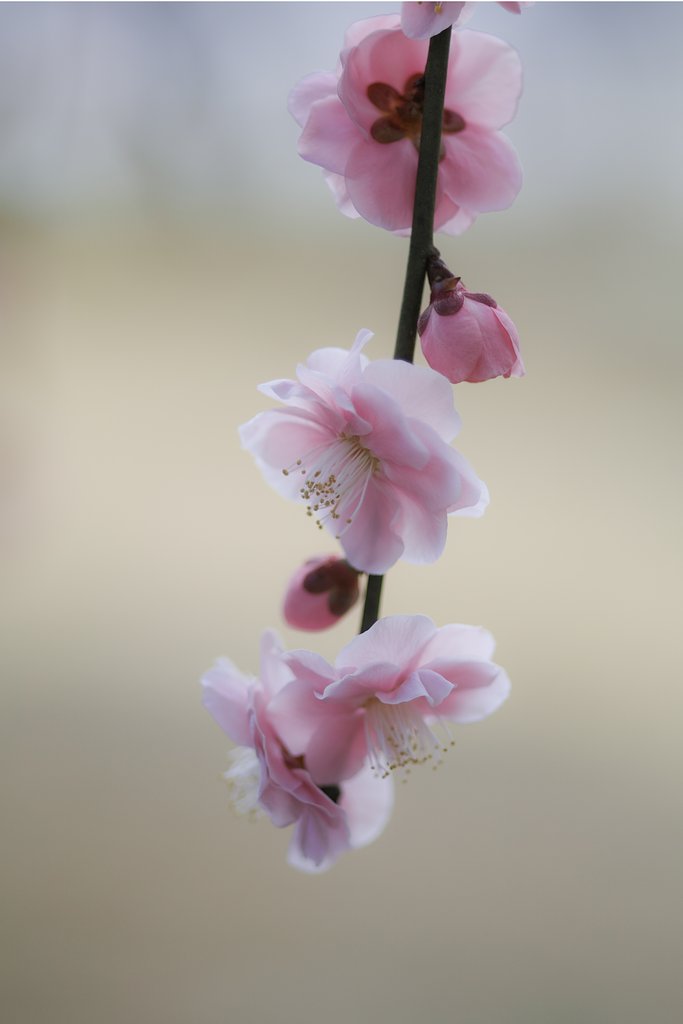 枝垂れ梅　一部開花