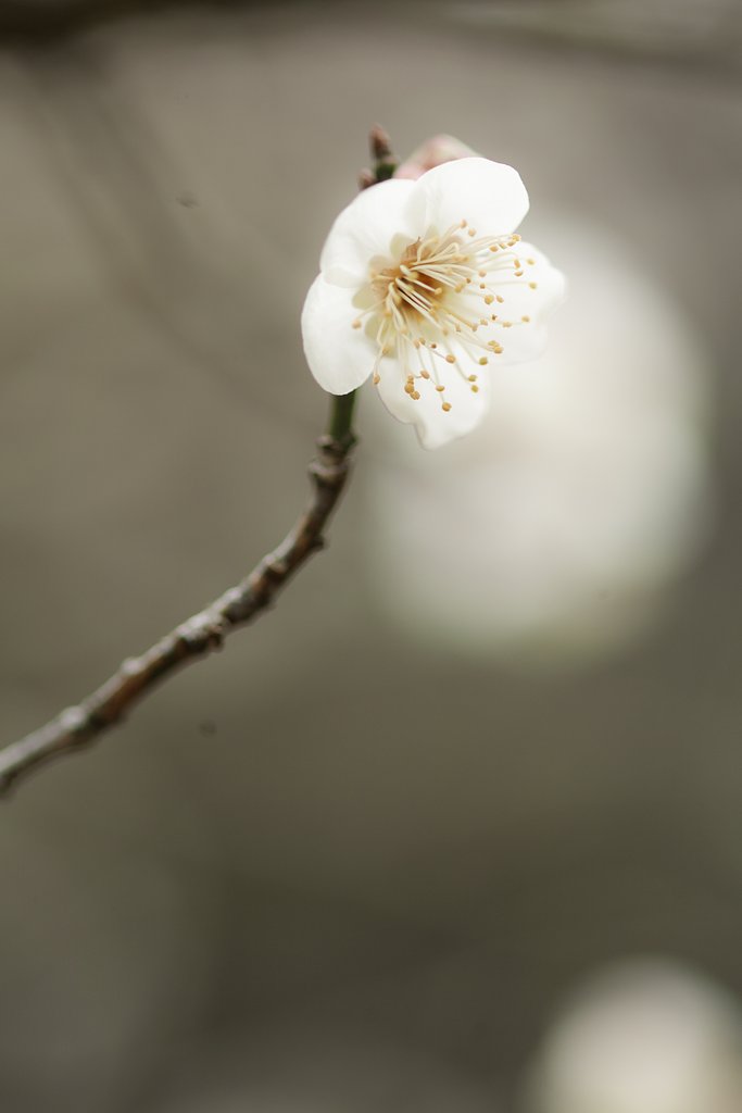 白梅