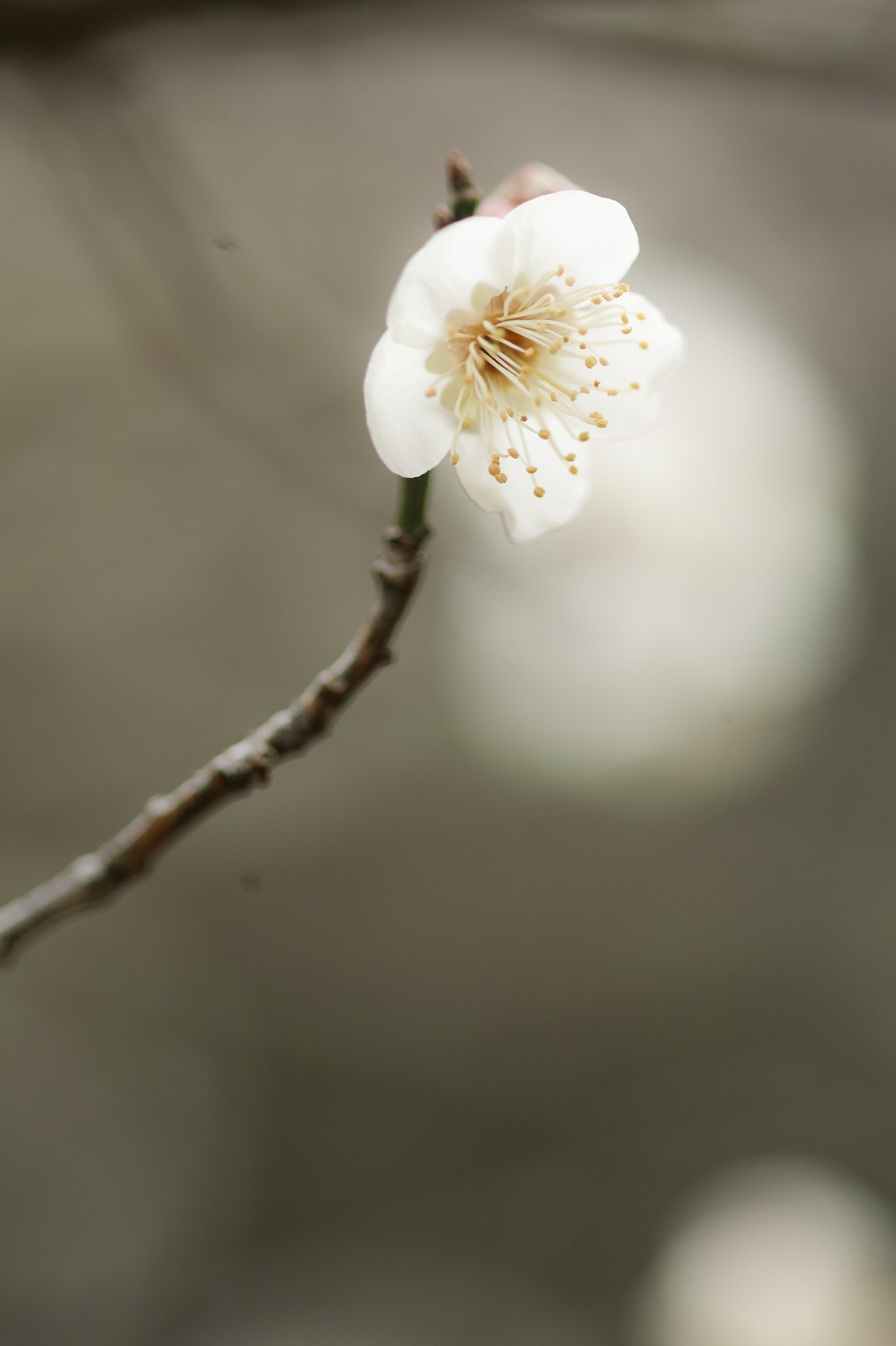 白梅