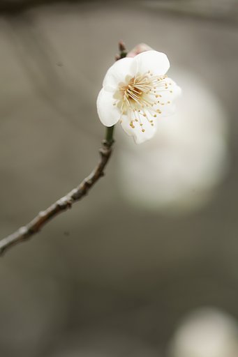 白梅