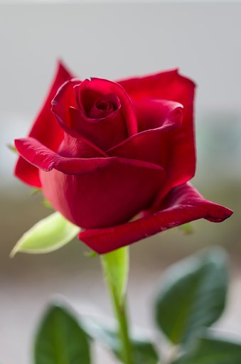 SIGMA MACRO 70mm F2.8