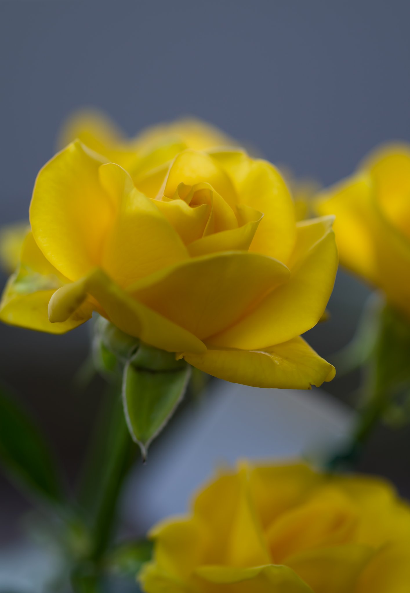 SIGMA MACRO 70mm F2.8
