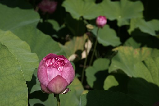 梅雨明けの蓮