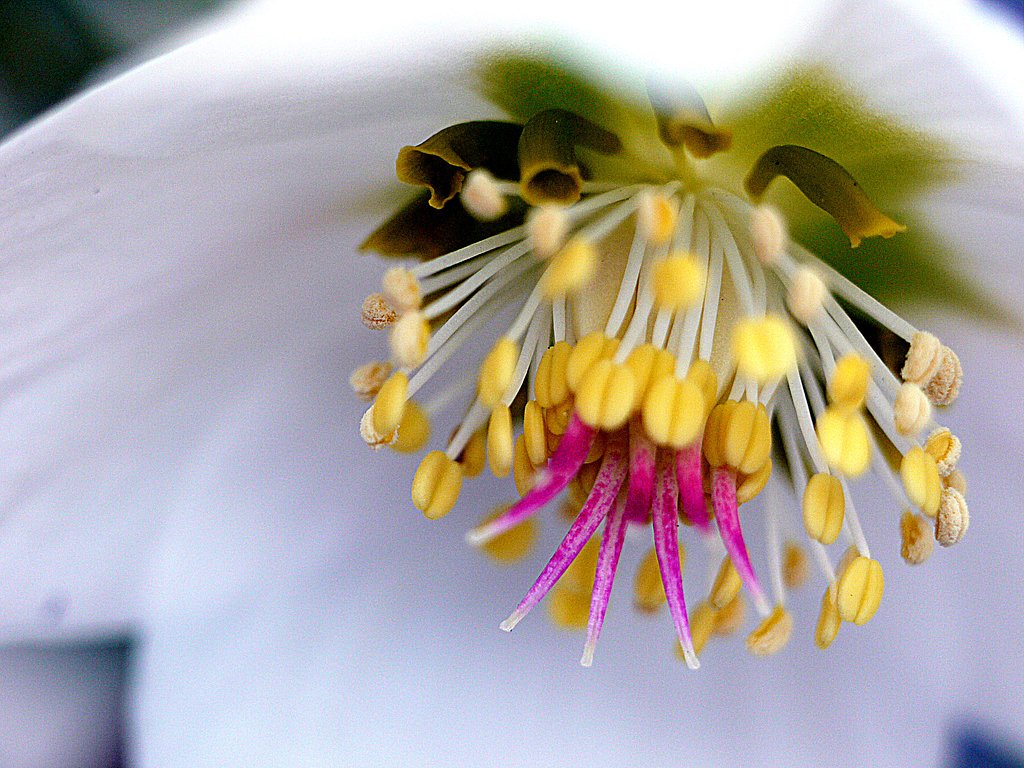 花に超接写