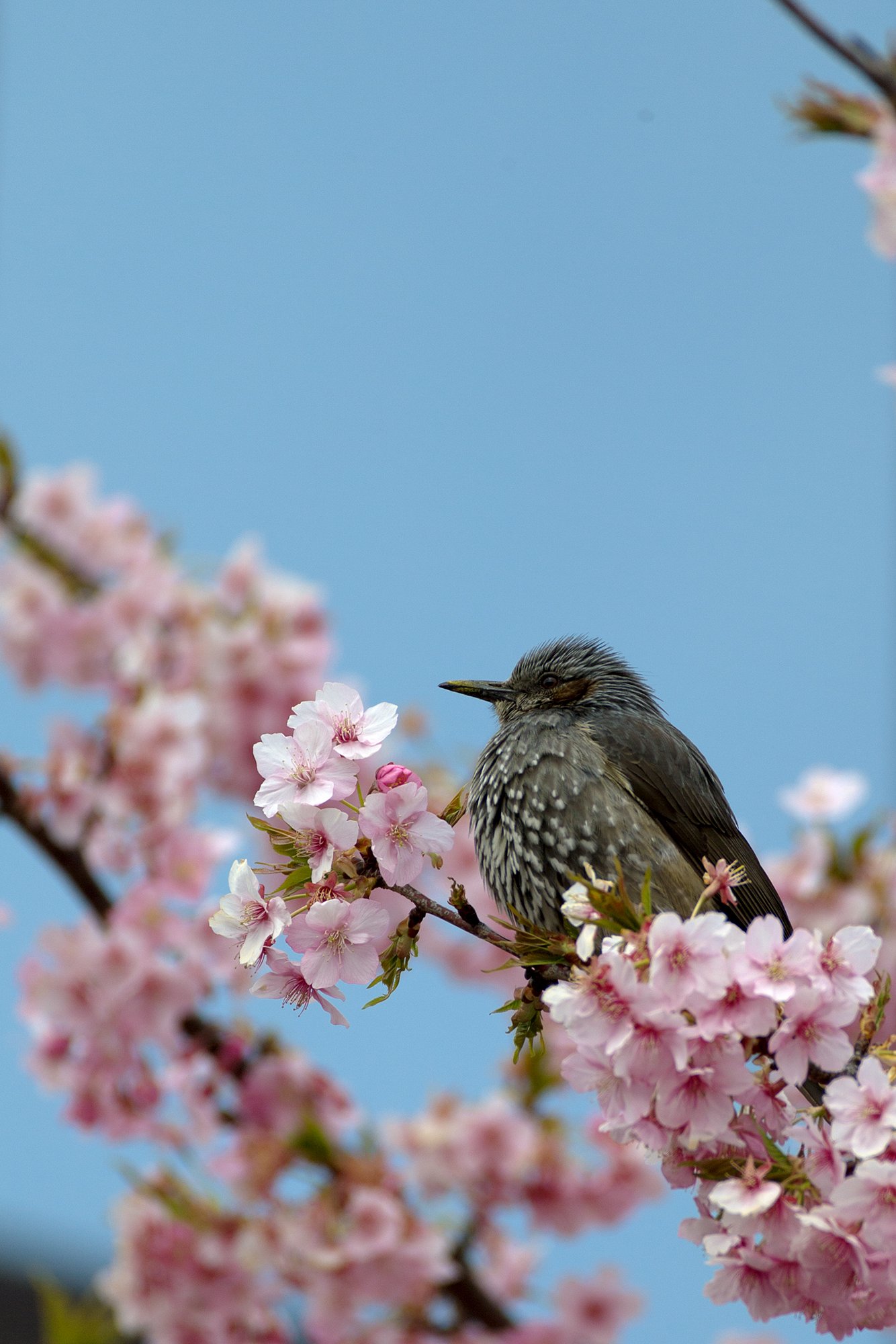 EF100-400mm F4.5-5.6 L IS